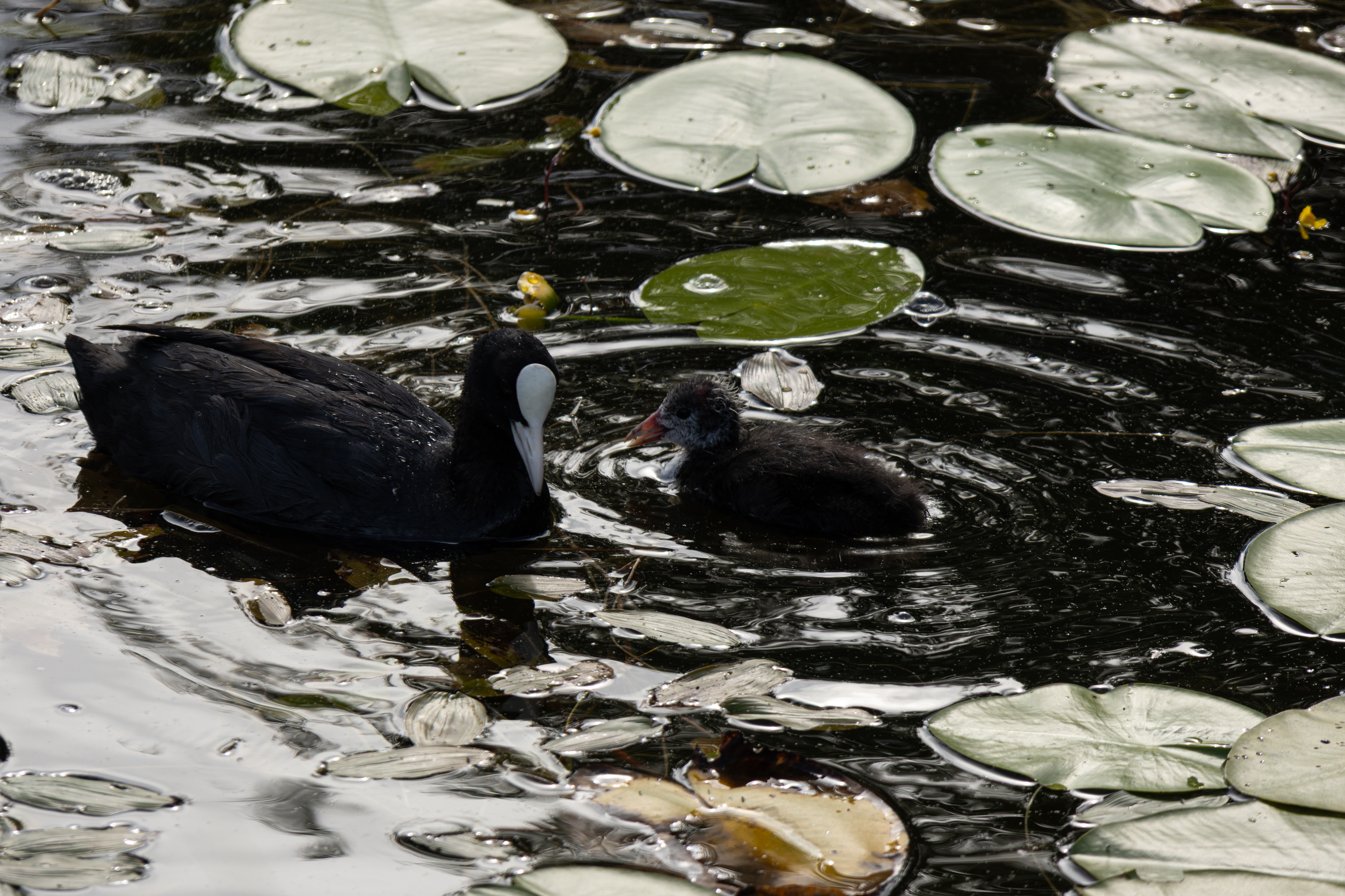 Coot and Chick